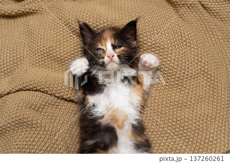 calico maine coon kitten on blanket 137260261