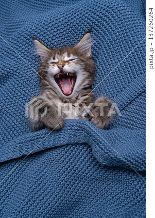 sleepy maine coon kitten yawning sleepy maine coon kitten yawning 137260264