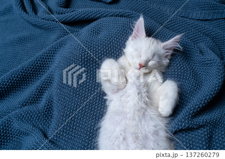 white maine coon kitten sleeping on blue blanket white maine coon kitten sleeping on blue blanket 137260279