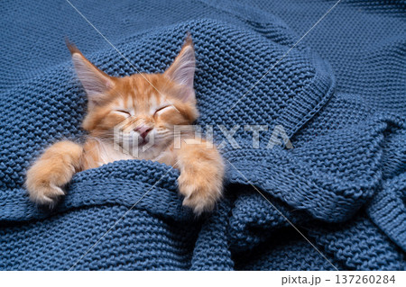 ginger maine coon kitten sleeping under blanket ginger maine coon kitten sleeping under blanket 137260284
