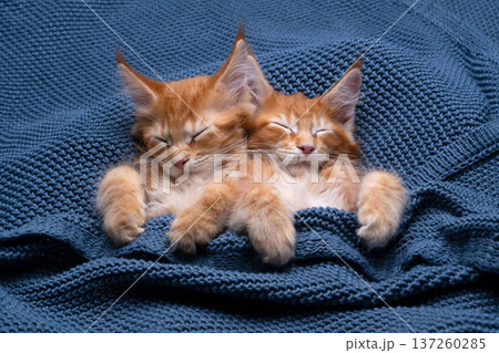 two orange maine coon kittens sleeping together 137260285