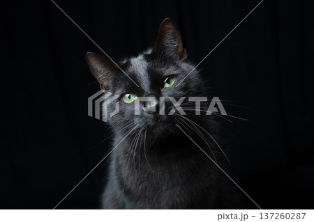 black cat on black background portrait black cat on black background portrait 137260287