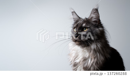 maine coon cat profile view looking at copy space maine coon cat profile view looking at copy space 137260288