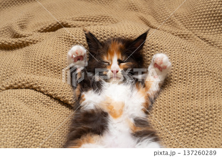 calico maine coon kitten sleeping on blanket 137260289