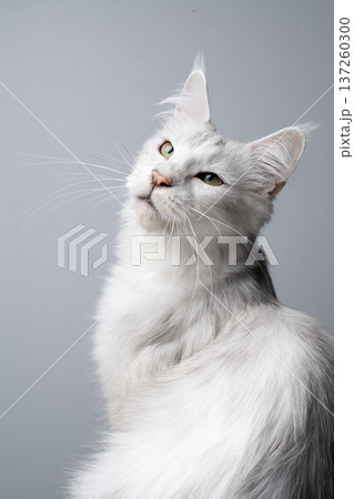 white maine coon cat studio portrait 137260300