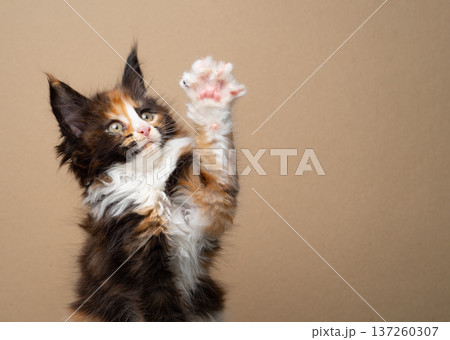 calico maine coon kitten playing calico maine coon kitten playing 137260307