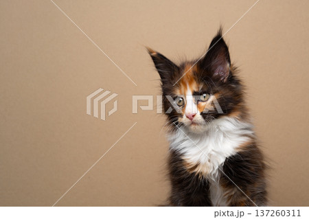 calico maine coon kitten portrait calico maine coon kitten portrait 137260311