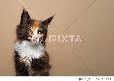 calico maine coon kitten portrait 137260314