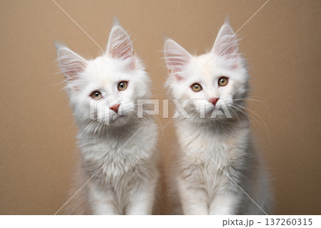maine coon kitten twins side by side maine coon kitten twins side by side 137260315