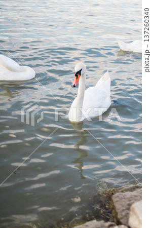 Two swans gliding together across a calm lake surface. Tranquility, grace, and the peaceful connection between animals in nature Two swans gliding together across a calm lake surface. Tranquility, grace, and the peaceful connection between animals in nature 137260340