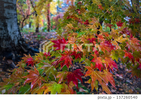 北海道大学 雨上がりの紅葉 北海道大学 雨上がりの紅葉 137260540