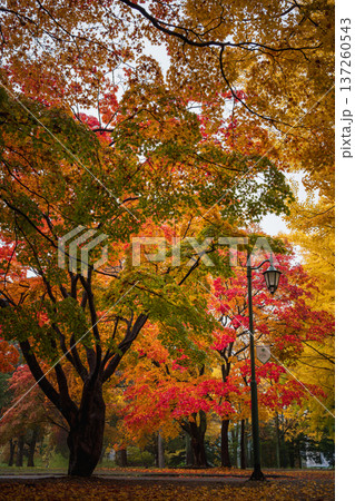 北海道大学　紅葉した紅葉なみき【縦】 137260543
