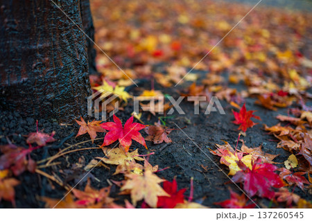 北海道大学 雨上がりに浮かぶ紅葉 北海道大学 雨上がりに浮かぶ紅葉 137260545