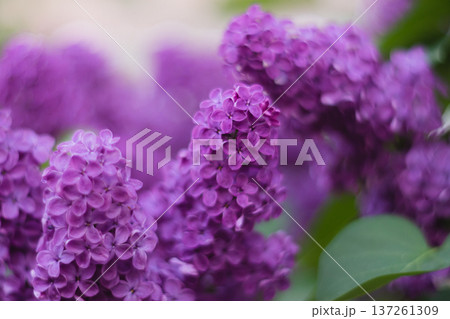 Lilac Branches With A Blurred Background Lilac Branches With A Blurred Background 137261309