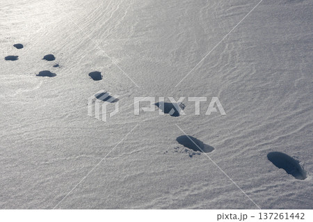 Footprints in Deep Snow Across Sunlit Winter Landscape 137261442