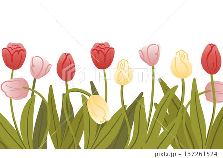 Line of blooming spring tulips on white background with gradient, pink, yellow and red buds, Easter decorations Line of blooming spring tulips on white background with gradient, pink, yellow and red buds, Easter decorations 137261524
