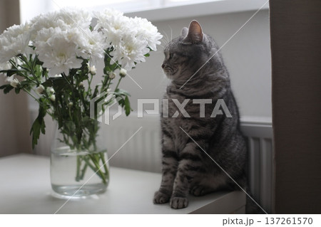 Gray cat looking at flowers in glass vase at home. Tabby Cat Portrait. Home pet cute kitten cat and flowers at home. Cute Scottish straight cat indoors Gray cat looking at flowers in glass vase at home. Tabby Cat Portrait. Home pet cute kitten cat and flowers at home. Cute Scottish straight cat indoors 137261570