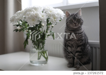 Gray cat looking at flowers in glass vase at home. Tabby Cat Portrait. Home pet cute kitten cat and flowers at home. Cute Scottish straight cat indoors Gray cat looking at flowers in glass vase at home. Tabby Cat Portrait. Home pet cute kitten cat and flowers at home. Cute Scottish straight cat indoors 137261572