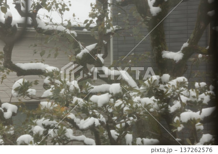 初雪 初雪 137262576