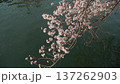 川の水面に花びらが浮かぶ散り始めの桜 137262903