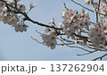 桜の枝と青空に映える花 137262904