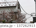 初雪 137262913