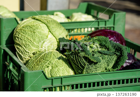 Savoy cabbage, white cabbage and red cabbage in plastic crate at market. Farm fresh vegetables, healthy nutrition, vegetarian food and local produce Savoy cabbage, white cabbage and red cabbage in plastic crate at market. Farm fresh vegetables, healthy nutrition, vegetarian food and local produce 137263190