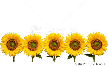 a row of sunflowers on a transparent background a row of sunflowers on a transparent background 137263284