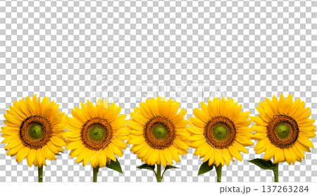 a row of sunflowers on a transparent background a row of sunflowers on a transparent background 137263284