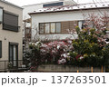 初雪 137263501