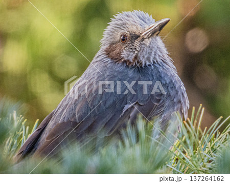 庭の来訪者 ヒヨドリのポートレート 庭の来訪者 ヒヨドリのポートレート 137264162