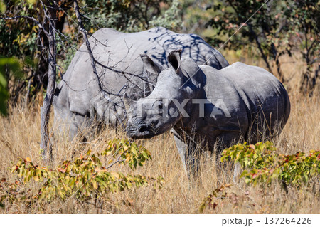 Baby rhino and the mother Baby rhino and the mother 137264226