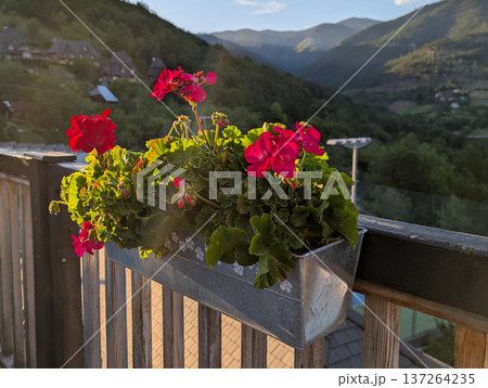Flowerpots with red geraniums on black wooden fence in a traditional Serbian village. Rural decoration and charm. 137264235