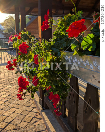 Flowerpots with red geraniums on black wooden fence in a traditional Serbian village. Rural decoration and charm. 137264236