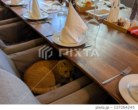 A ginger cat curled under a chair in a rustic restaurant dining hall with set tables. Comfort, curiosity, and cozy village charm in Drvengrad. 137264243