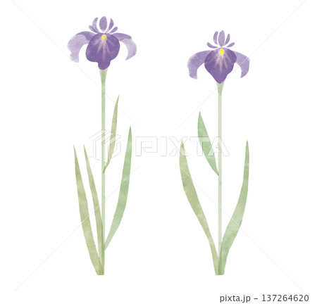 花菖蒲のイラスト 水彩風 花菖蒲のイラスト 水彩風 137264620