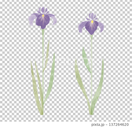 花菖蒲のイラスト 水彩風 花菖蒲のイラスト 水彩風 137264620