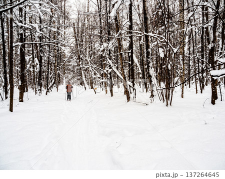 skier on trodden path in snowy forest of city park skier on trodden path in snowy forest of city park 137264645