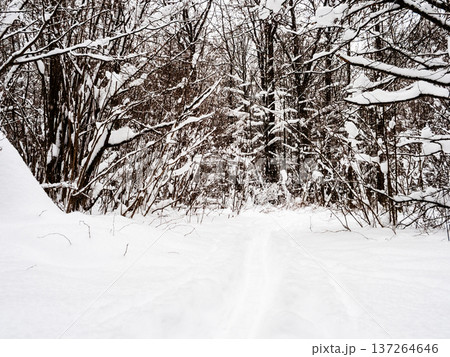 ski track in deep snow in snowy forest of park ski track in deep snow in snowy forest of park 137264646
