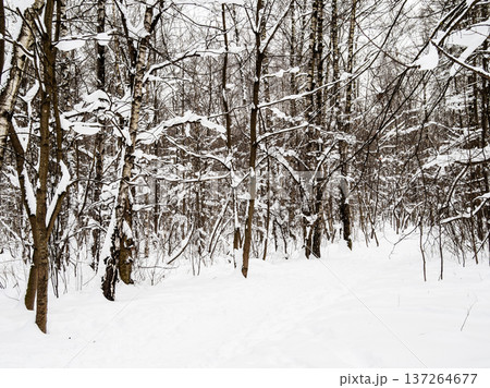 footpath in snow in snowy forest in winter evening 137264677