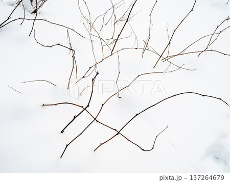 young underwood under deep snowdrift in forest young underwood under deep snowdrift in forest 137264679