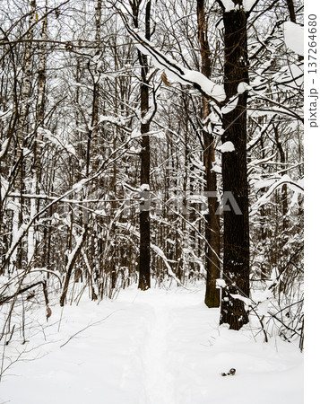 trodden footpath in deep snow in forest in winter trodden footpath in deep snow in forest in winter 137264680