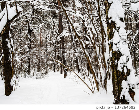 ski track in snow in forest of city park in winter ski track in snow in forest of city park in winter 137264682