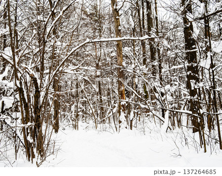 footpath in fresh snow in forest of park in winter 137264685