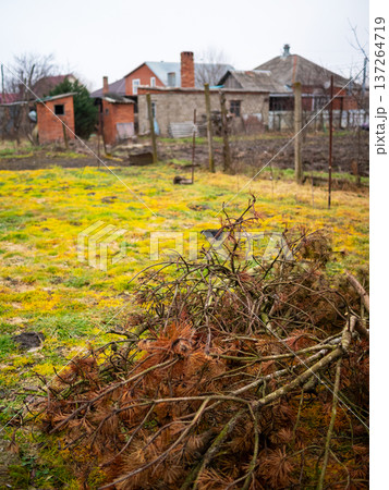 cut tree branches in empty garden in village cut tree branches in empty garden in village 137264719