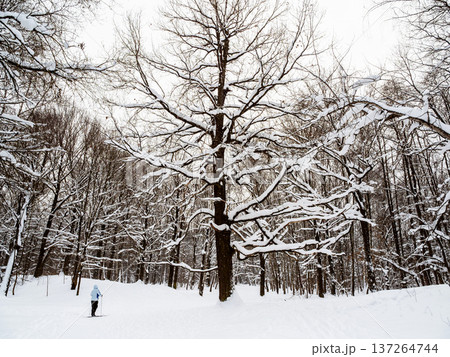 skier near large oak tree in snowy forest of park skier near large oak tree in snowy forest of park 137264744