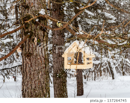 titmouse and homemade wooden bird feeder on larch 137264745