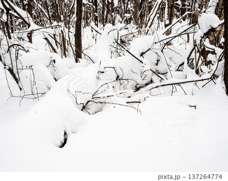 deep snowdrifts on forest floor in park in winter 137264774