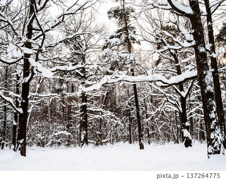 snow covered oak and pine trees in forest of park snow covered oak and pine trees in forest of park 137264775