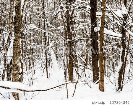 snow covered tangled trees in snowy forest of park snow covered tangled trees in snowy forest of park 137264845